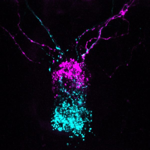 MAX_agrp2-mcherry oxt-EGFP 13dpf ventral 3.lif - pituitary