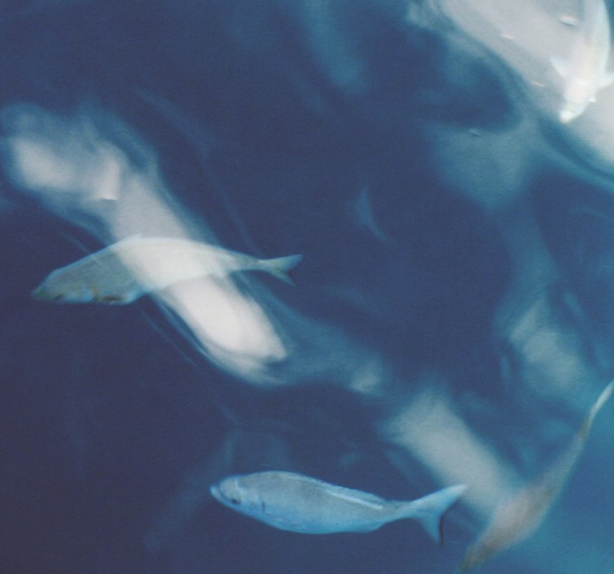 josefa-holland-merten-gaGHZPrgA-I-unsplash